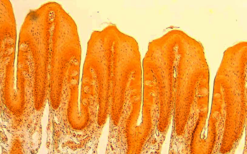 Life-science specimen image example