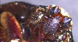 Specimen with ring-light illumination